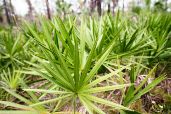 別案1：ノコギリヤシ