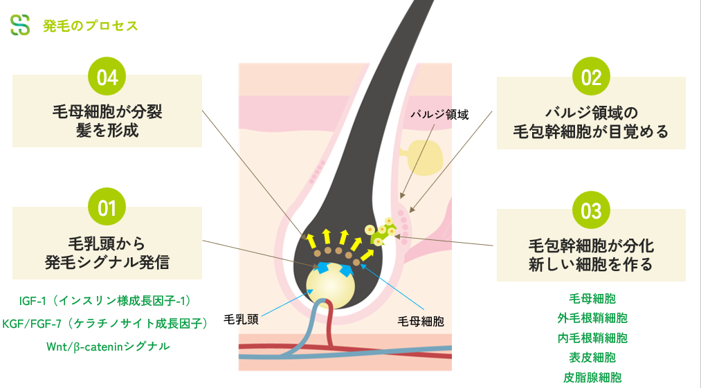 発毛のメカニズム